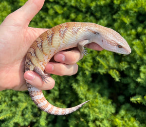 Baby Northern Blue Tongue Skink (4)