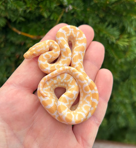 Baby Albino Columbian Rainbow Boa