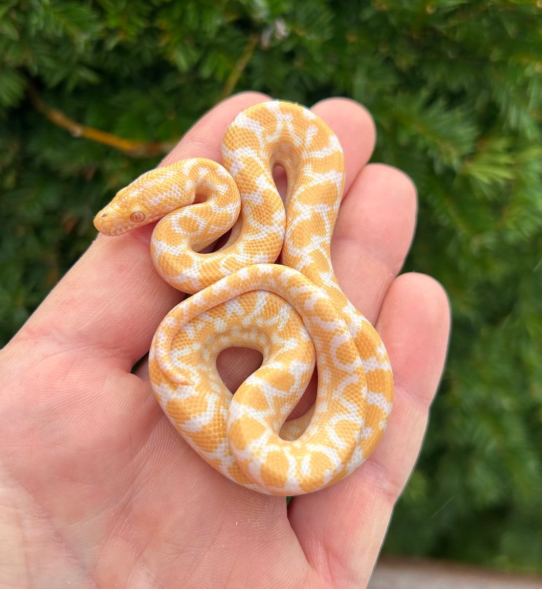 Baby Albino Columbian Rainbow Boa