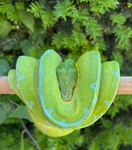 Load image into Gallery viewer, Adult ‘Exceptional’ Jayapura Green Tree Python (Female)