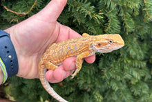 Load image into Gallery viewer, Juvenile Red Bearded Dragon (1)