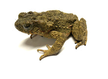 Load image into Gallery viewer, Medium Giant Asian River Toad