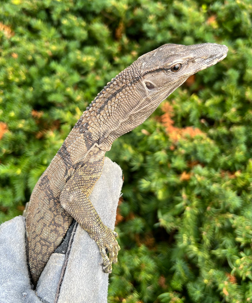 Sub-Adult Black Roughneck Monitor
