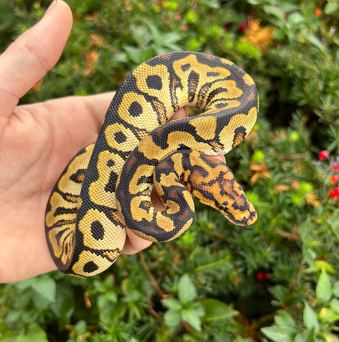 Baby Spot-Nose Ball Python (Female)