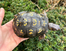 Load image into Gallery viewer, Adult Eastern Box Turtle (Female 2)