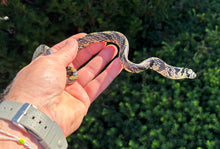 Load image into Gallery viewer, Juvenile Nicaraguan Tiger Ratsnake (Male)