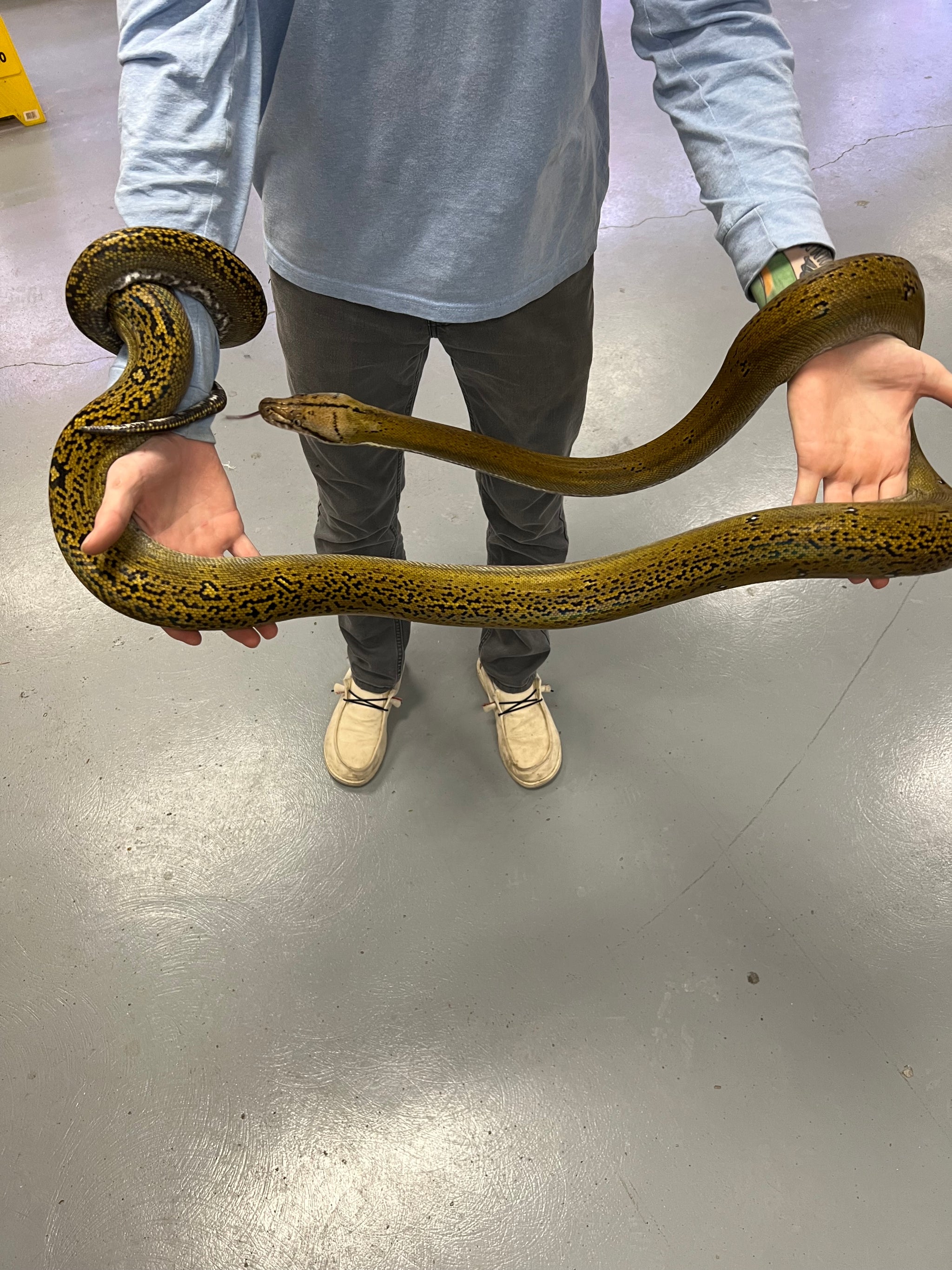 Pythons – Page 2 – Scales and Tails of Ohio