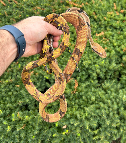 Adult Malaysian Dog-Toothed Cat Snake (Male 1)