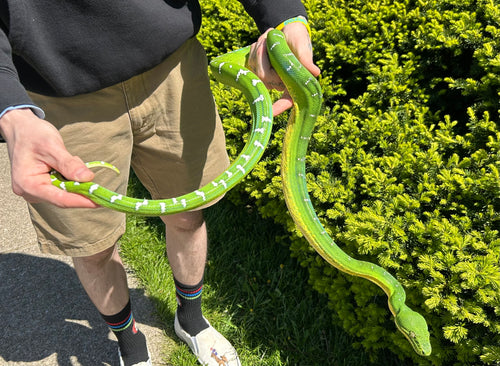 Adult Emerald Tree Boa (Female 2)