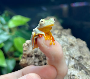 Malaysian Twin-Spotted Tree Frog