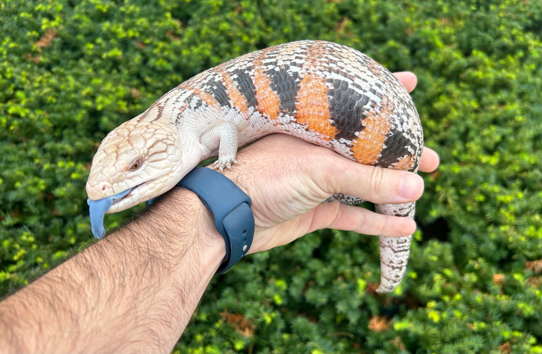 Adult Northern Blue Tongue Skink (Female)