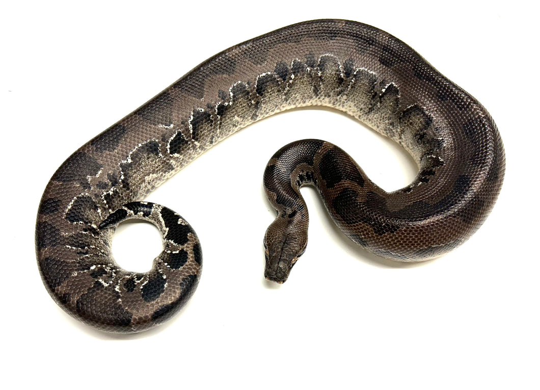 Adult Sumatran Short-Tailed Python (Male)