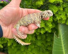 Load image into Gallery viewer, Small Ornate Uromastyx (1)