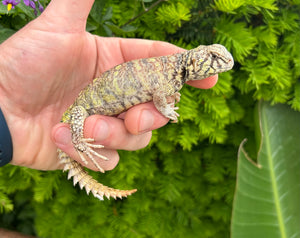 Small Ornate Uromastyx (1)