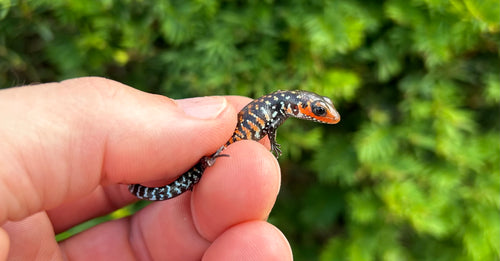 Baby Fire Skink