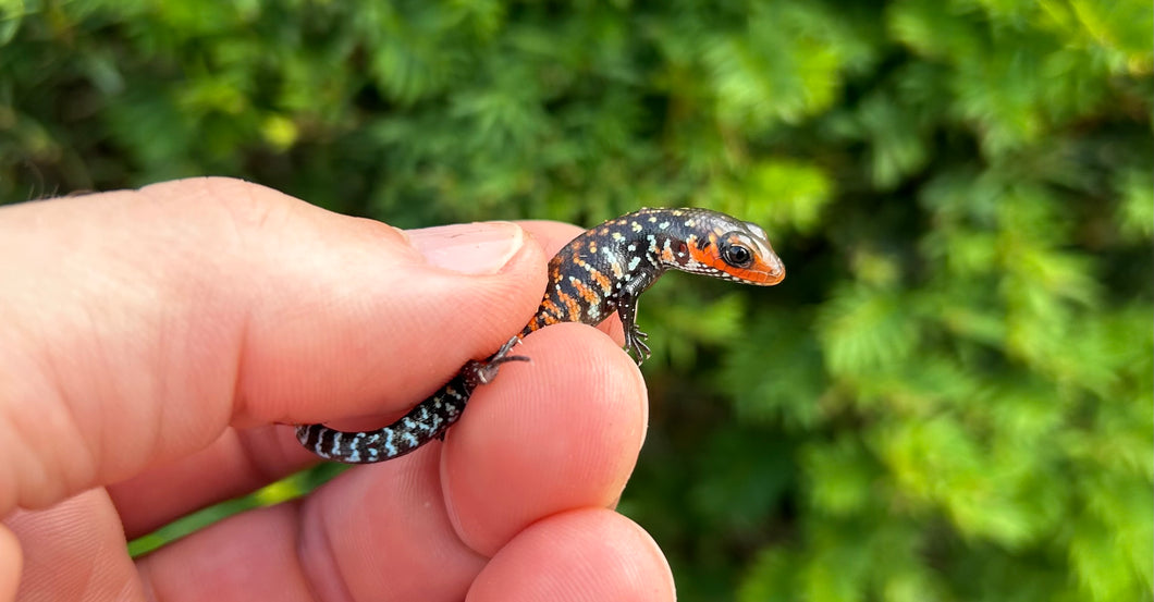 Baby Fire Skink