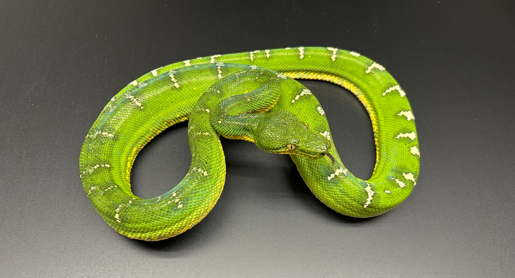 Adult Emerald Tree Boa (Male 1)