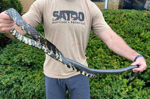 Adult Tiger Ratsnake (Male 1)