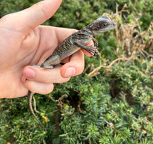 Load image into Gallery viewer, Small Sailfin Dragon (1)