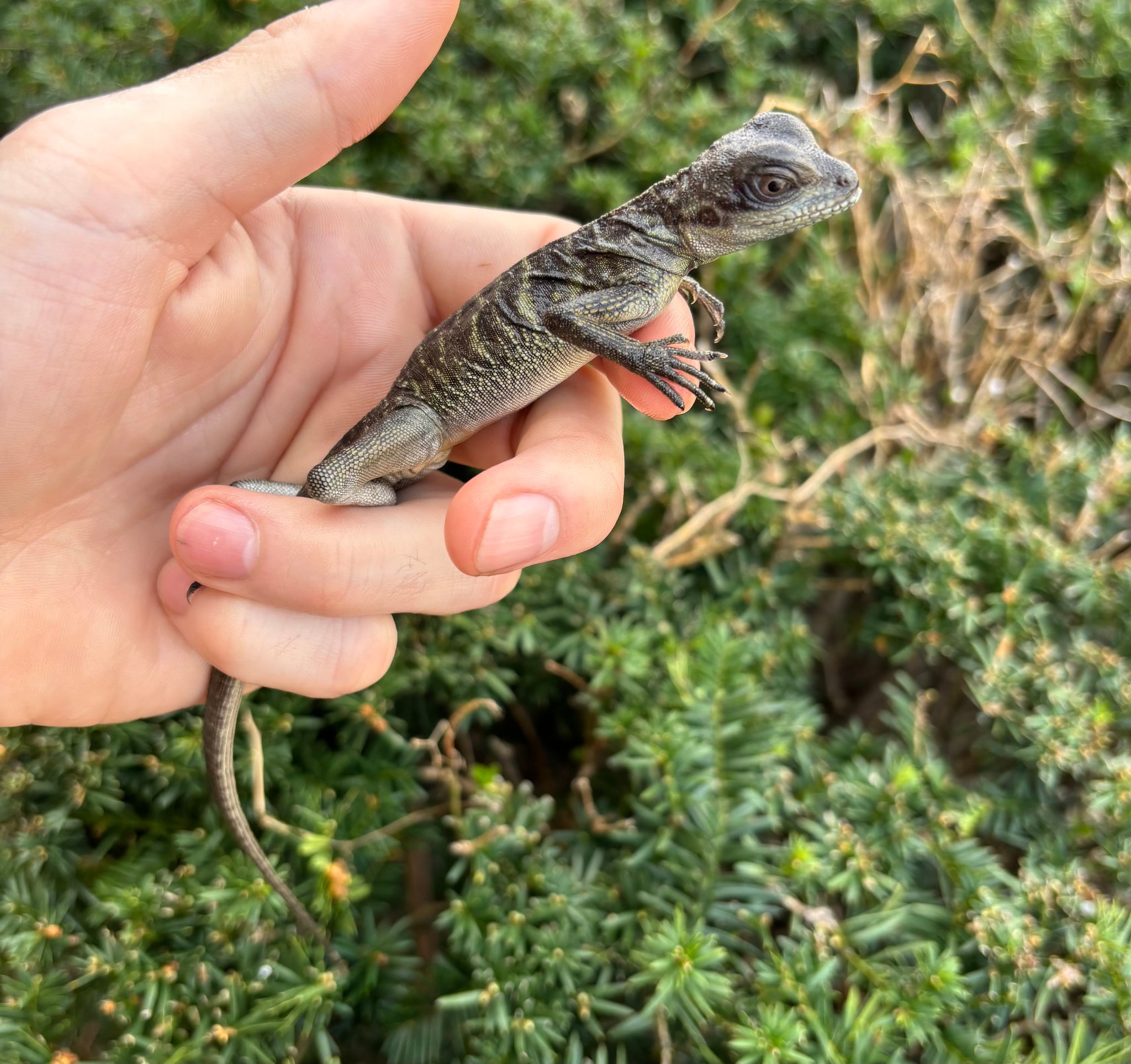 Other Lizards – Scales and Tails of Ohio