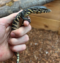 Load image into Gallery viewer, Baby Asian Water Monitor 100% het Black Dragon (2)