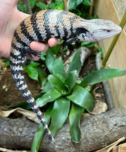 Load image into Gallery viewer, Adult Indonesian Blue Tongue Skink (3)