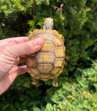 Load image into Gallery viewer, 4” Yellow-Foot Tortoise (2)