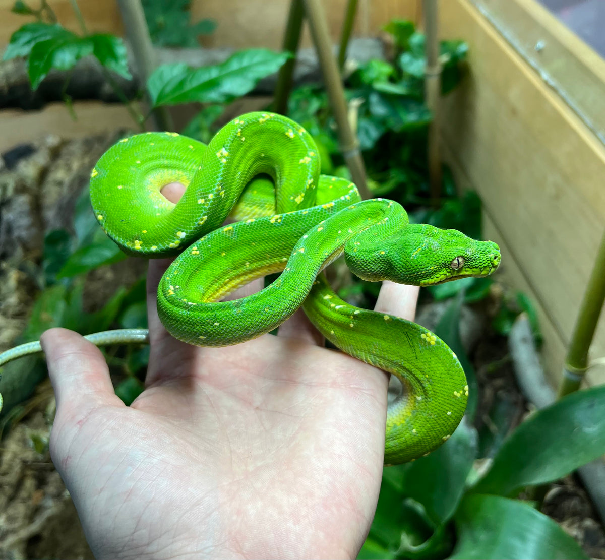 Adult Jayapura Green Tree Python (Female) – Scales and Tails of Ohio