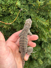 Load image into Gallery viewer, Baby Rhino Iguana (1)