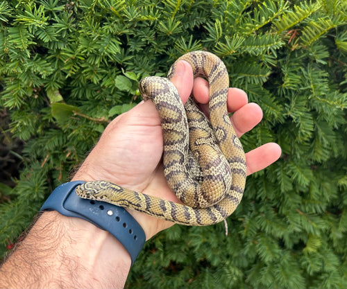 Adult Jungle Corn Snake (Female)