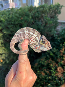 Sub-Adult Nosy Be Panther Chameleon (Male)