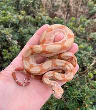 Load image into Gallery viewer, Baby T+ Sunglow Boa (Male 2)