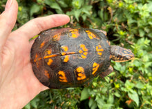 Load image into Gallery viewer, Sub-Adult ‘High-Color’ Eastern Box Turtle (Female)