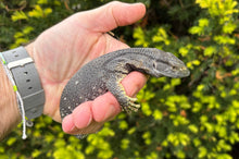 Load image into Gallery viewer, Baby ‘Reduced Pattern’ Black Throat Monitor (1)