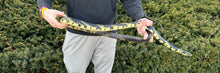 Load image into Gallery viewer, Adult Tiger Ratsnake (Male 1)