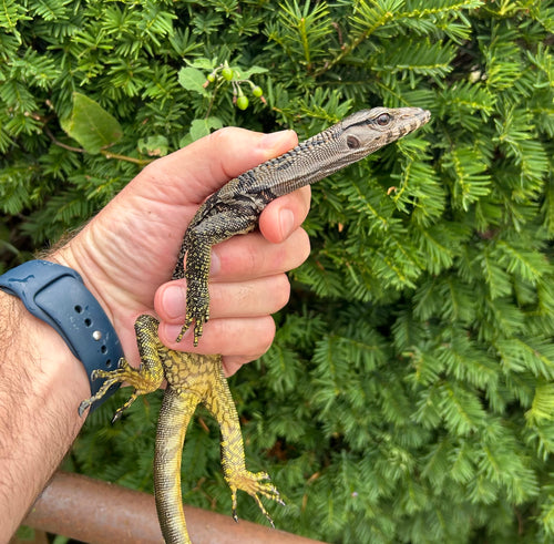 Small Black Roughneck Monitor (3)