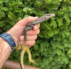 Small Black Roughneck Monitor (3)
