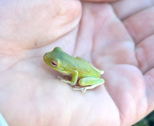 Baby White Lipped Tree Frog