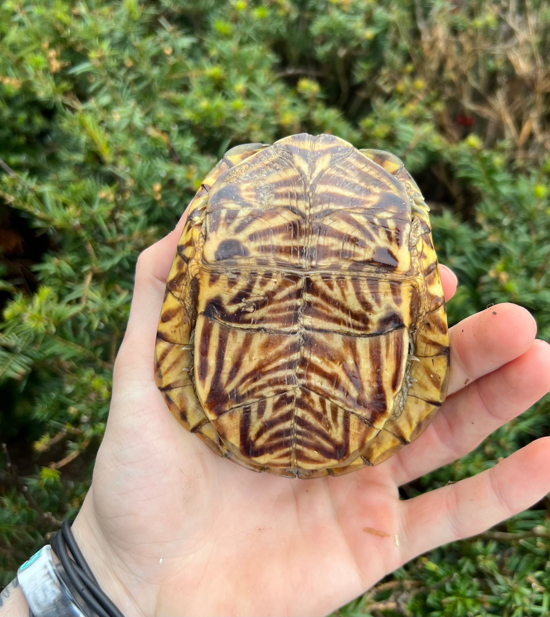 Adult Ornate Box Turtle (Male 2) – Scales and Tails of Ohio