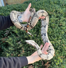 Load image into Gallery viewer, Adult Bolivian Red-Tailed Boa Constrictor (Male)