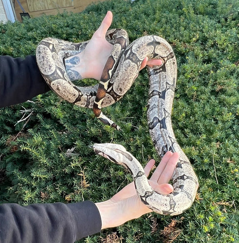 Adult Bolivian Red-Tailed Boa Constrictor (Male)