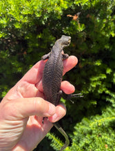 Load image into Gallery viewer, Baby Sulawesi Water Monitor (1)
