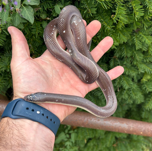 Adult New World Burrowing Python (Male 1)