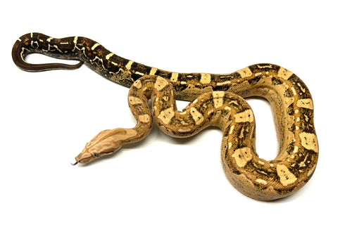 3’ Kobsch Red Pastel Aztec VPI Columbian Red-Tailed Boa Constrictor (Female)