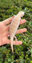 Load image into Gallery viewer, Baby Ivory Northern Blue Tongue Skink