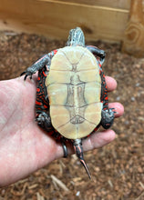 Load image into Gallery viewer, 4” Eastern Painted Turtle