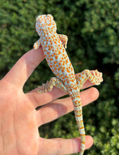 Load image into Gallery viewer, Adult Red Bold Tokay Gecko (Female)
