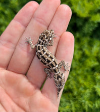 Load image into Gallery viewer, Sub-Adult Viper Gecko (Male 2)