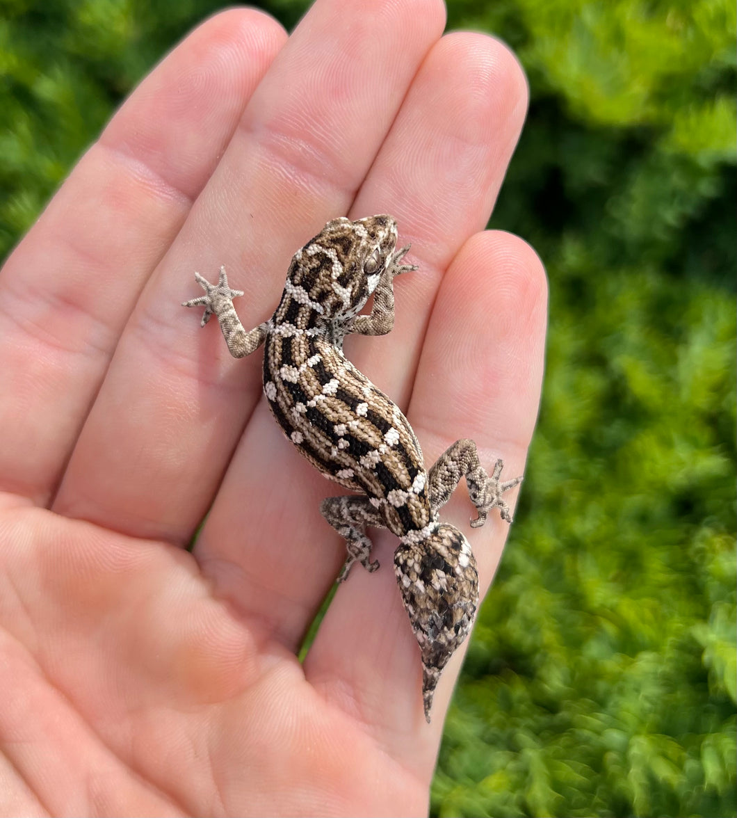 Sub-Adult Viper Gecko (Male 2)