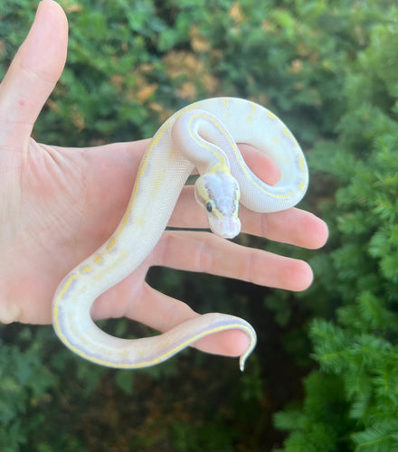 Baby Pastel Ivory Ball Python (Male)
